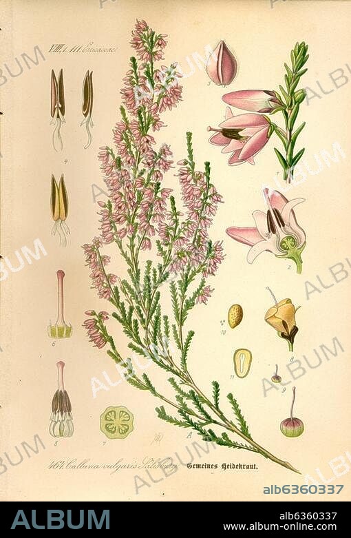 Botanik:. Heidekraut - Calluna vulgaris. "Gemeines Heidekraut. Calluna vulgaris Salisbury". Farblithographie nach Zeichnung von Walter Müller. Aus: Prof. Dr. Thomé's Flora von Deutschland, Österreich und der Schweiz, Bd. 4, Gera (Fr. Eugen Köhler), 1889, Nr. 464. Berlin, Sammlung Archiv für Kunst und Geschichte.