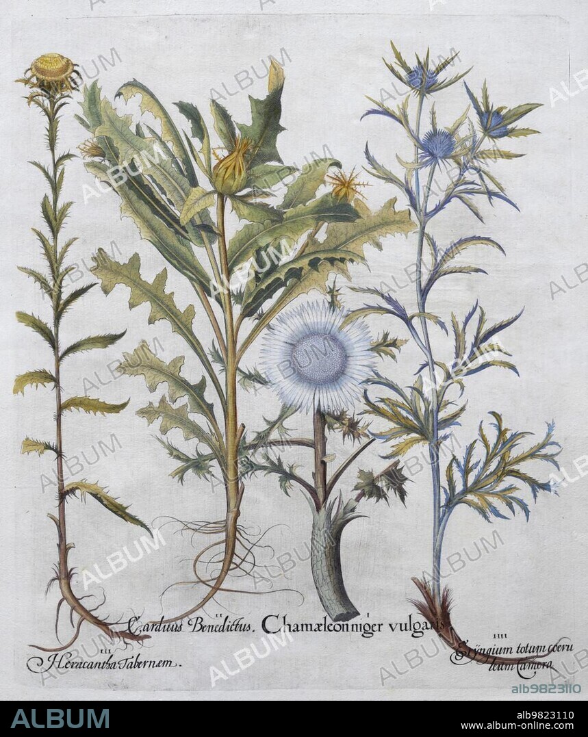 Silver and carline thistle (Carlina vulgaris) (Carlina acaulis); Benedict herb (Cnicus benedictus L.) and man's bedstraw (Eryngium planum); hand-coloured copperplate engraving by Basilius Besler; from Hortus Eystettensis; 1613.