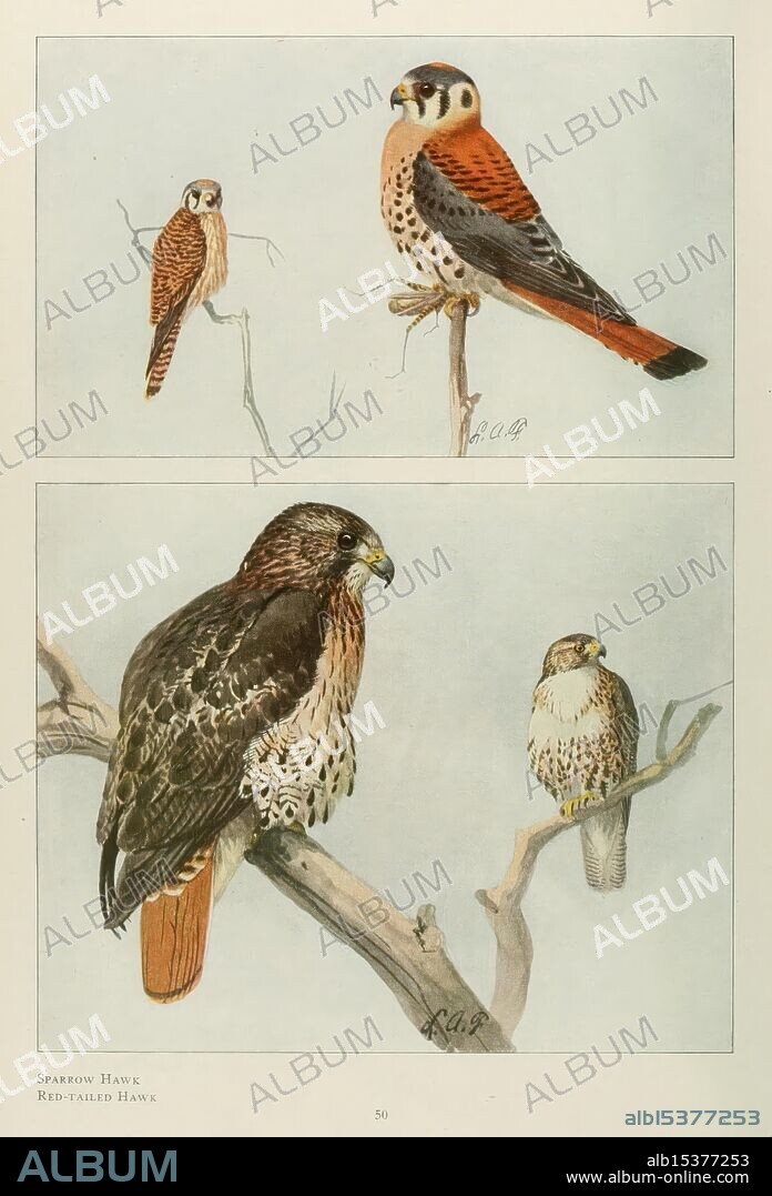 The book of birds, Washington, D.C, 1921, birds, United States, The illustration features two distinct species of hawks, each depicted on separate branches. The top section showcases a Sparrow Hawk, characterized by its slender body and sharp features, perched gracefully. Below, a Red-tailed Hawk commands attention with its more robust build and striking markings, including a patterned chest and broad wings. Both birds demonstrate intricately detailed plumage, illustrating their unique colors and textures. The background is minimal, allowing the focus to remain on the hawks' distinct characteristics and natural postures, emphasizing their role in the avian world.