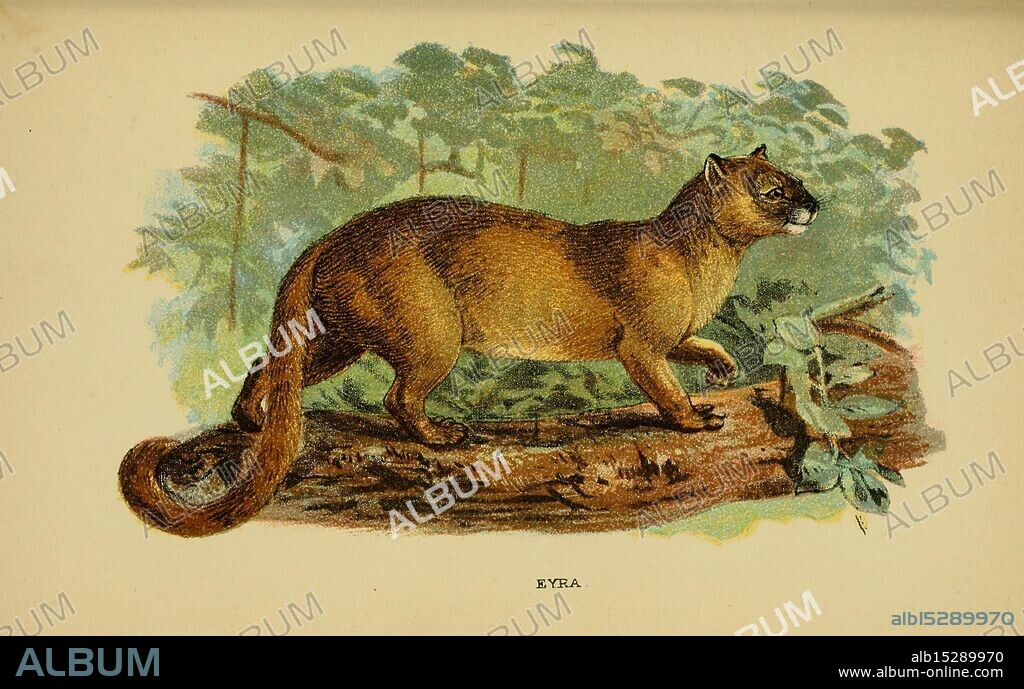 A handbook to the carnivora, London, E. Lloyd,1896 Carnivora., A small, agile mammal is depicted in a naturalistic setting, showcasing its sleek body and bushy tail. The creature, often associated with tropical forests, has a rich, tawny fur texture and a distinctive dark muzzle. It stands poised on a branch, surrounded by a lush green background that hints at its habitat. The details of its fur and the posture convey both grace and a sense of alertness, typical of its predatory nature. Below the illustration, the name ''Eira'' is inscribed, referencing its classification. This animal is known for its adaptability and playful behavior in the wild.