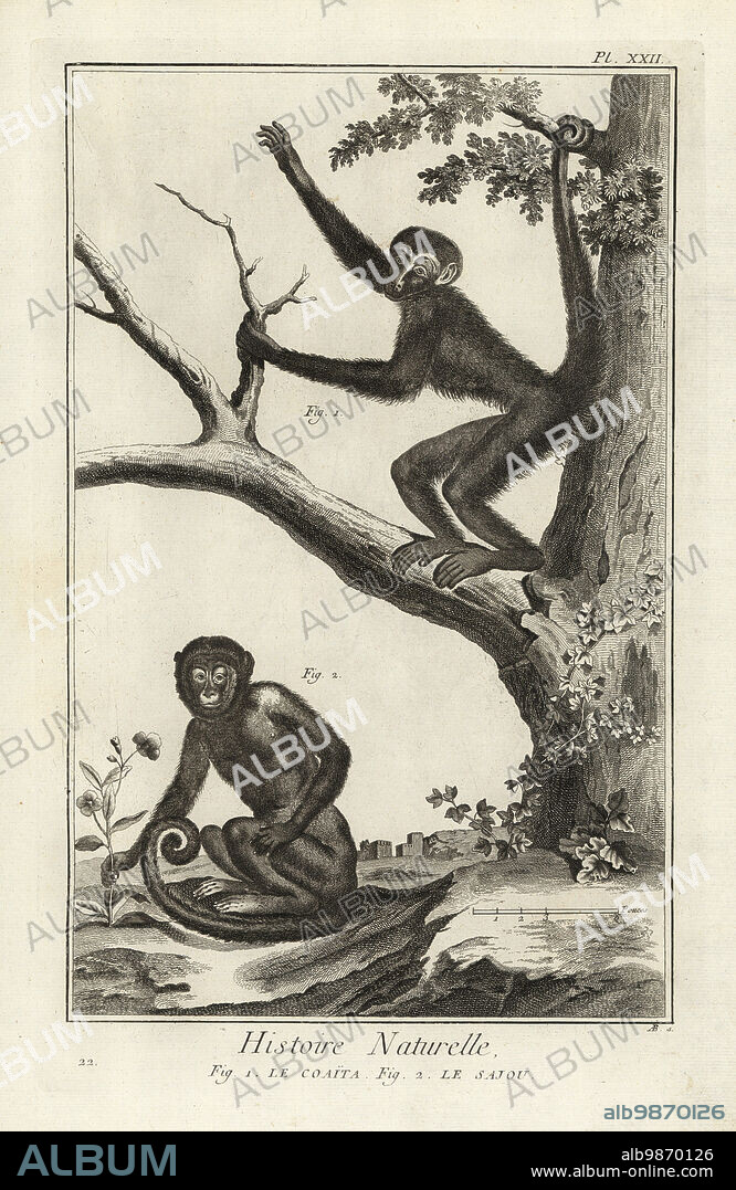 Red-faced spider monkey, Ateles paniscus, and tufted capuchin, Sapajus apella. La coaita, le sajou. Copperplate engraving by Antonio Baratti after Francois-Nicolas Martinet from Denis Diderot and Jean le Rond dAlemberts Encyclopedie, Histoire Naturelle (Encyclopedia: Natural History), Livourne, 1774. Francois-Nicolas Martinet (1731-1800) was a French draftsman and engraver.