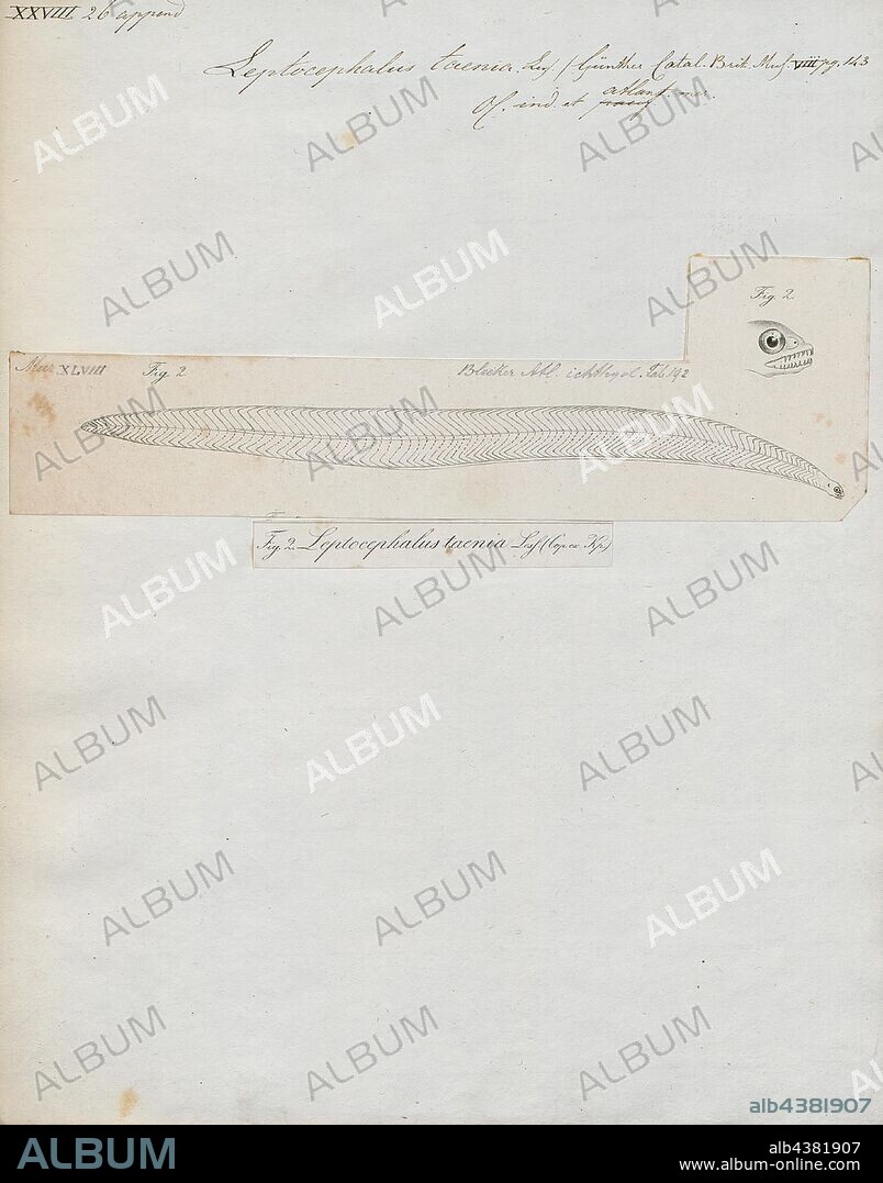 Leptocephalus taenia, Print, The bandtooth conger (Ariosoma balearicum), also known as the Baleares conger or the Balearic conger, is an eel in the family Congridae (conger/garden eels). It was described by François Étienne Delaroche in 1809, originally under the genus Muraena. It is a subtropical, marine eel which is known from the western and eastern Atlantic and the western Indian Ocean, including North Carolina, USA; the northern Gulf of Mexico, northern South America, Canada, Portugal, Angola, the Mediterranean, and the Red Sea. It inhabits reefs and littoral shelves, and burrows into sand and mud. It dwells at a depth range of 1–732 metres, but most frequently between 20–100 m. Males can reach a maximum total length of 35 centimetres, but more commonly reach a TL of 25 cm., 1864.