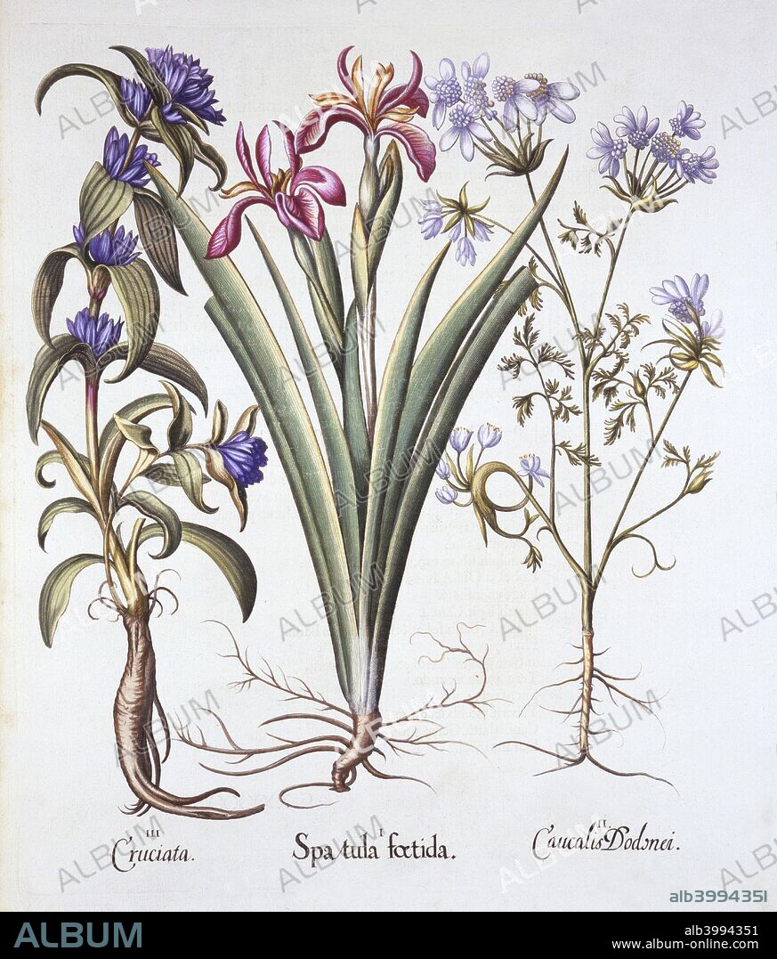 I Spatula foetida; II Caucalis Dodonei; III Cruciata - plants with this cross shape were credited with many healing properties; Besler was an apothecary in Nuremberg and was in charge of the gardens of the Prince Bishop near Eichstat;.