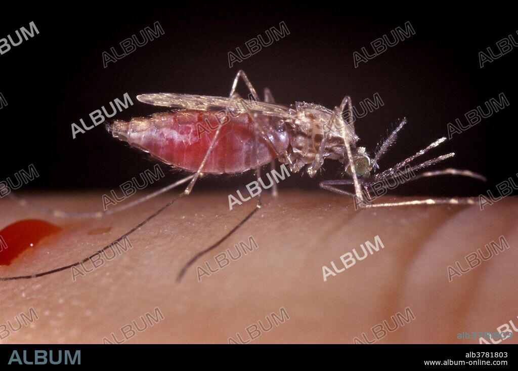 Female Anopheles gambiae mosquito feeding. Malaria vector, parasite. Anopheles gambiae is a complex of at least seven morphologically indistinguishable species of mosquitoes in the genus Anopheles. This complex was recognised in the 1960s and includes the most important vectors of malaria in sub-Saharan Africa particularly of the most dangerous malaria parasite, Plasmodium falciparum. It is one of the most efficient malaria vectors known.