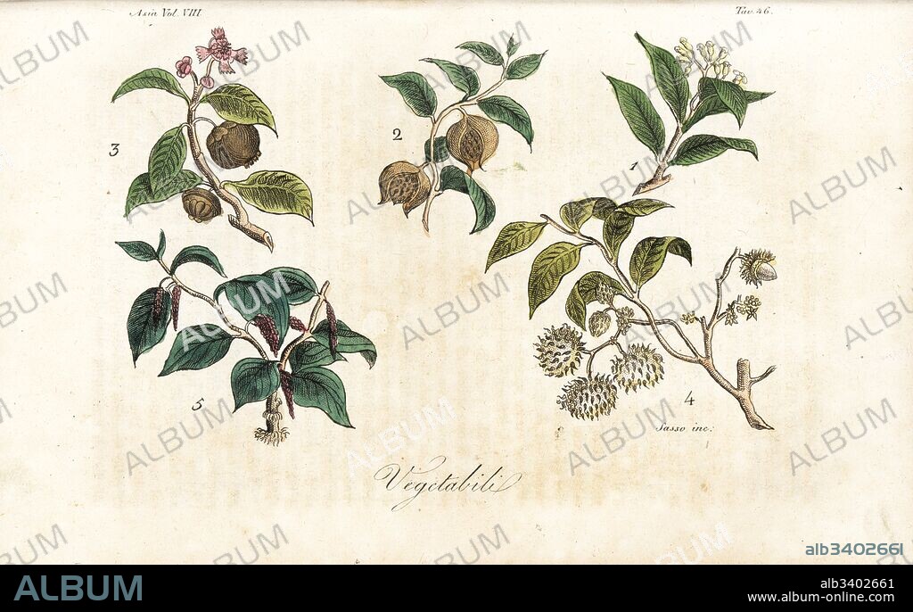 Plants of Sumatra including clove 1, mangosteen 3, rambutan 4 and black pepper 5. Handcoloured copperplate engraved by Sasso from Giulio Ferrario's Ancient and Modern Costumes of all the Peoples of the World, Florence, Italy, 1844.