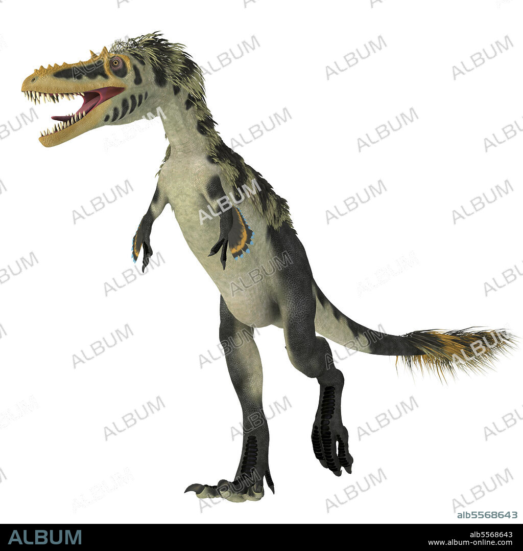 Alioramus dinosaur on white background. Alioramus altai was a theropod carnivorous dinosaur that lived in Mongolia during the Cretaceous Period.