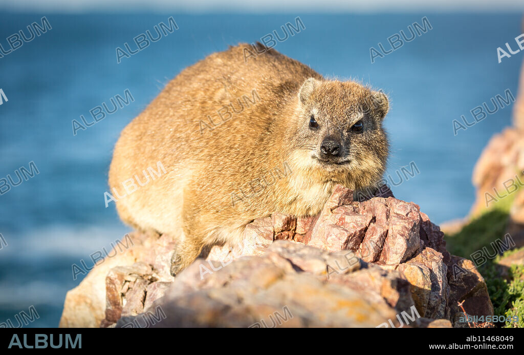 Rock Dassie (hyrax) in Hermanus, Western Cape, South Africa, Africa.