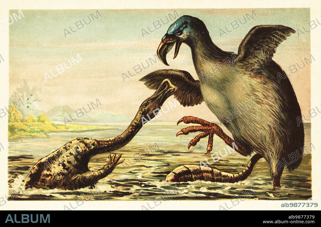 Brontornis battling a Hadrosaurus. Brontornis burmeisteri, extinct species of anseriform or giant flightless terror bird (Phorusrhacidae) that inhabited Argentina, Early to Middle Miocene. Hadrosaur, genus of hadrosaurid ornithopod dinosaurs of the Late Cretaceous. Colour printed illustration by F. John from Wilhelm Bolsches Tiere der Urwelt (Animals of the Prehistoric World), Reichardt Cocoa company, Hamburg, 1908.
