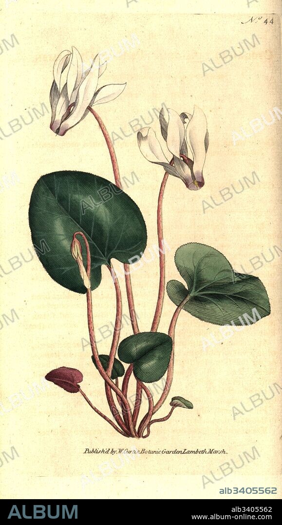 Persian cyclamen, Cyclamen persicum. Handcolured copperplate engraving after a botanical illustration by James Sowerby from William Curtis' The Botanical Magazine, Lambeth Marsh, London, 1787.