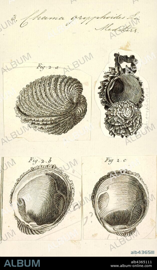 Chama gryphoides, Print, Chama gryphoides is a species of cemented saltwater clam, a marine bivalve mollusc in the family Chamidae, the jewel boxes.