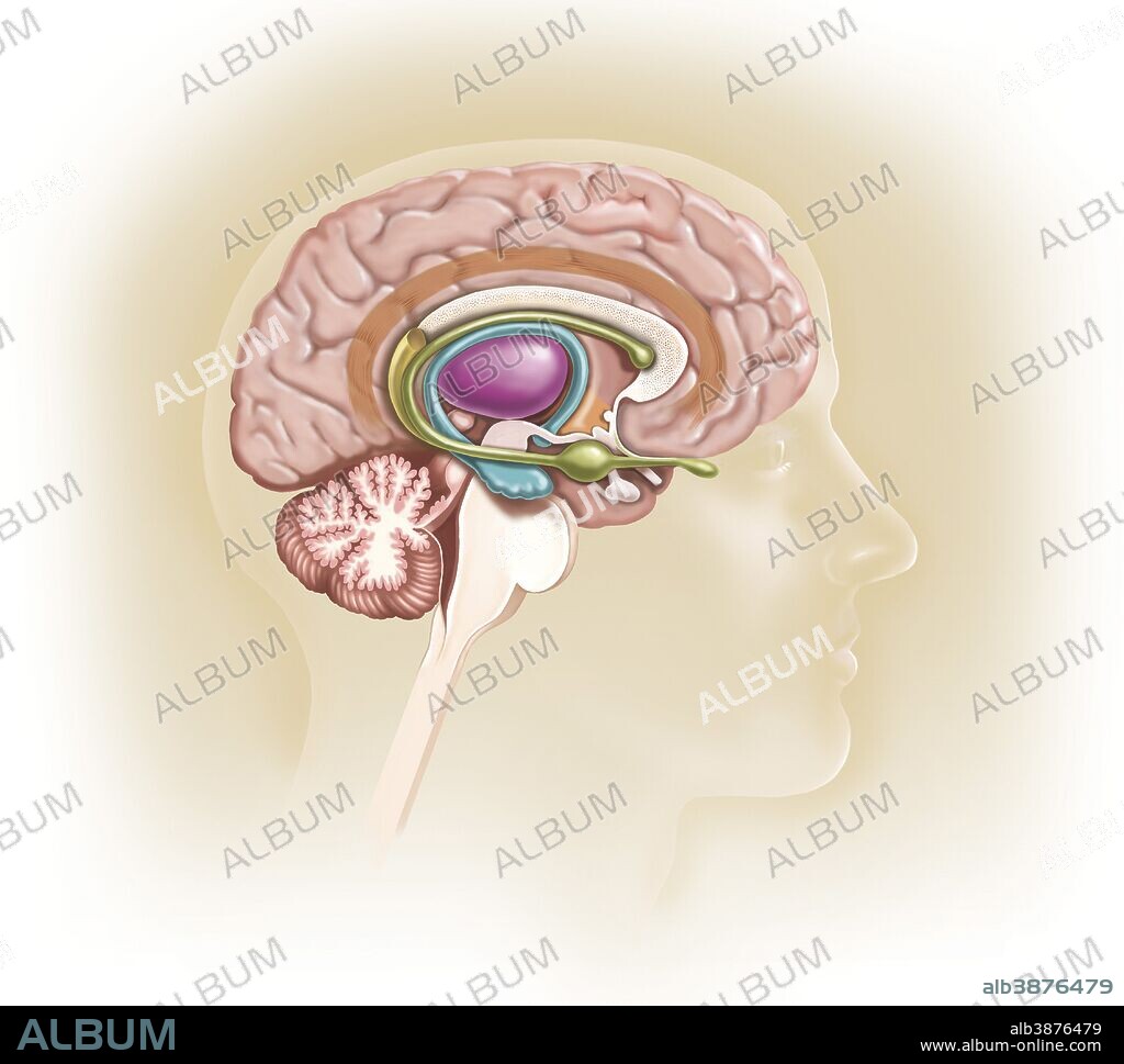 Sagittal view of human brain showing the limbic system.