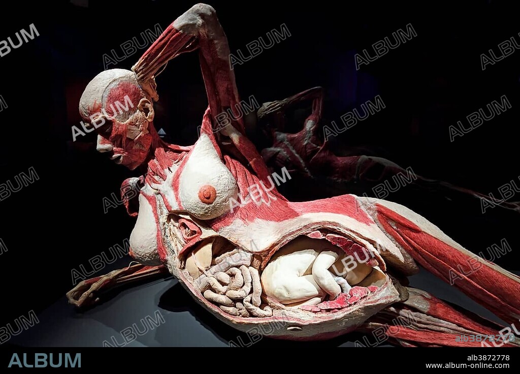 Plastinate, woman, eight months pregnant, Body Worlds, Menschen Museum, Berlin, Germany, Europe.