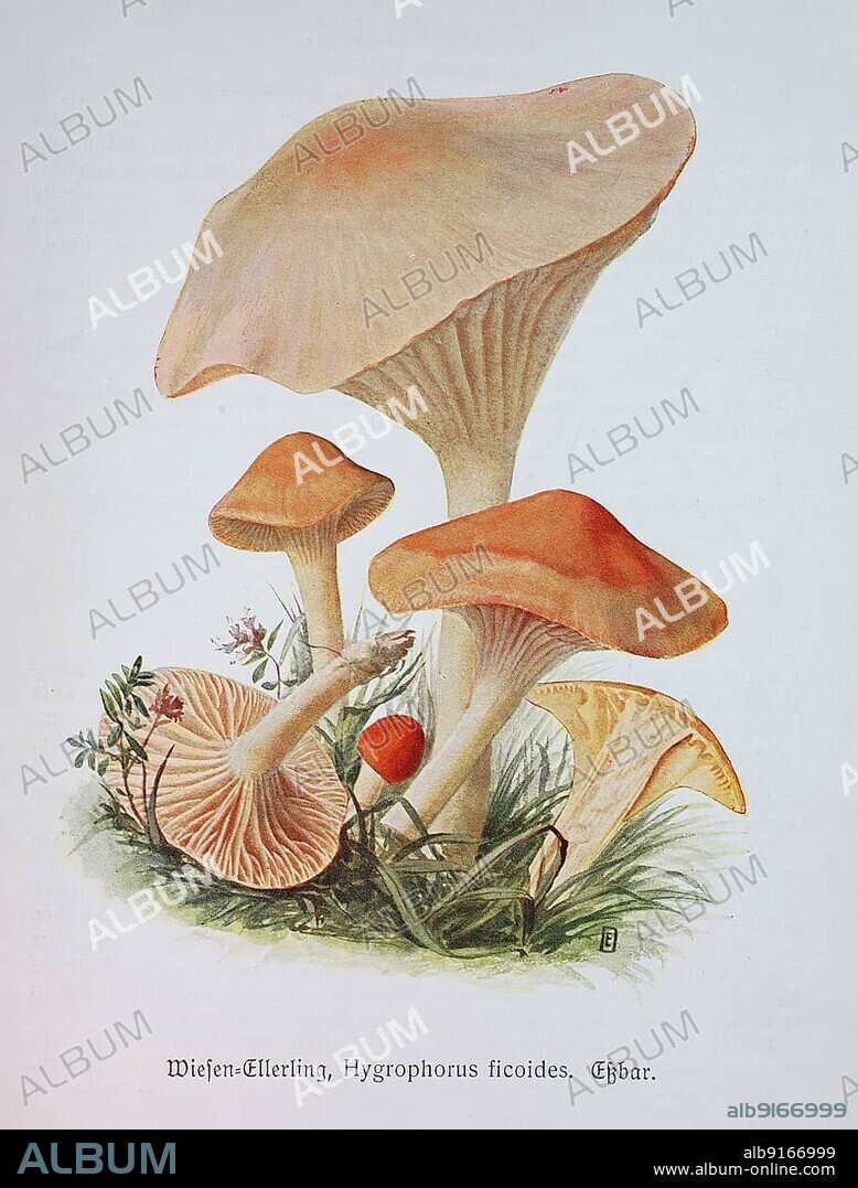 Mushroom, meadow celery, orange meadow celery or orange celery, Cuphophyllus pratensis, syn. Camarophyllus pratensis, Camarophyllus ficoides waxy cap (Hygrocybe) pratensis, Historic, digitally restored reproduction of an illustration by Emil Doerstling (1859-1940).