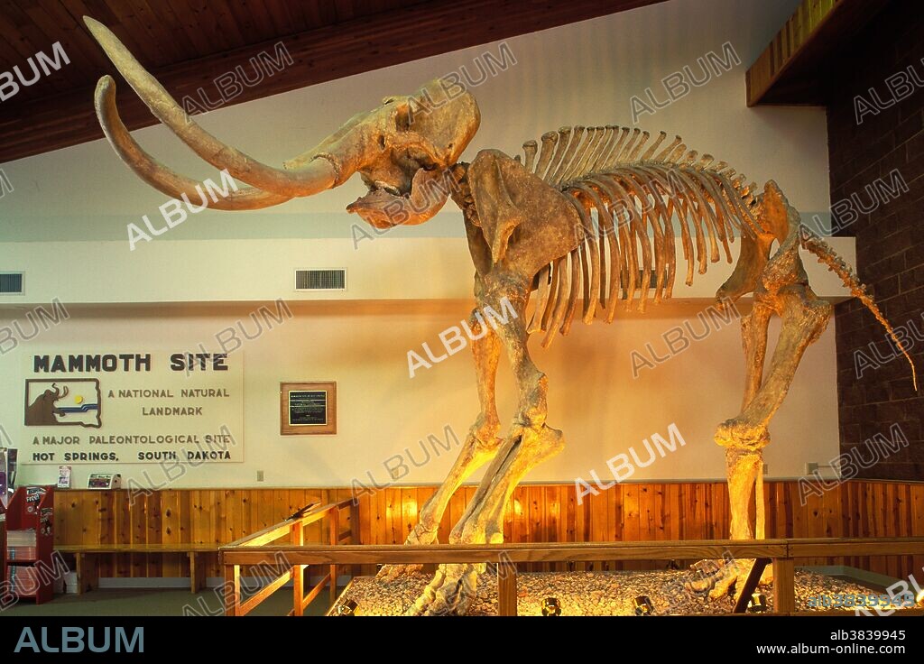Columbian Mammoth. Cast of a 26,000 year old skeleton. The Mammoth Site of Hot Springs, South Dakota, USA.