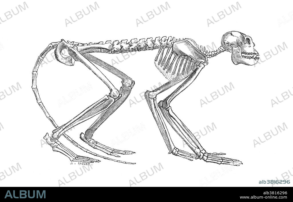 Mesopithecus