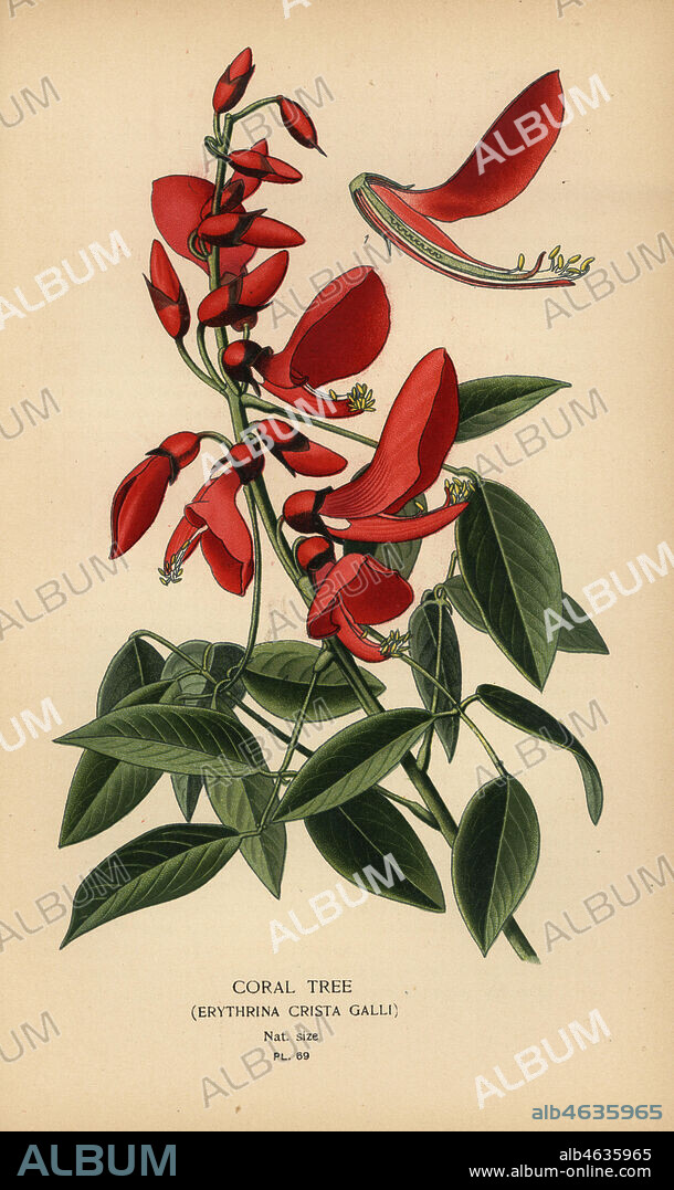 Coral tree, Erythrina crista-galli. Chromolithograph from an illustration by Desire Bois from Edward Steps Favourite Flowers of Garden and Greenhouse, Frederick Warne, London, 1896.