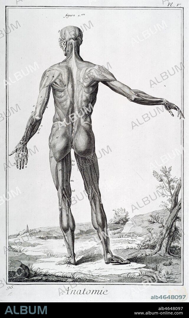 Anatomie. Ecorche vu de dos. Gravure tiree d'une planche de l'encyclopedie DIDEROT ET D'ALEMBERT (ou dictionnaire raisonne des sciences, des arts et des metiers, recueillis des meilleurs auteurs...),1751-1772. Credit : Collection Mx/Kharbine-Tapabor.