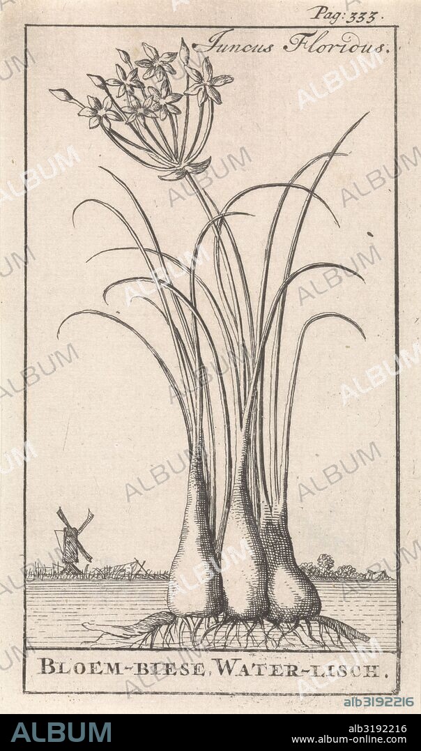Common spike-rush, creeping spike-rush or marsh spike-rush, Eleocharis palustris, Caspar Luyken, Jan Claesz ten Hoorn, 1698.