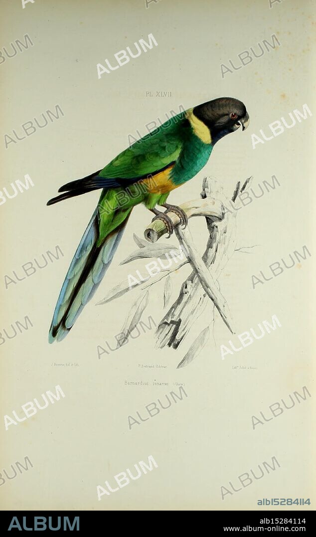 Iconographie des perroquets, Paris, P. Bertrand, 1857, bird, birds, parrot, parrots, pictorial works, popular works, Barnardius zonarius, Port Lincoln ringneck, A vividly illustrated parrot perched on a branch, showcasing a striking combination of vibrant green feathers highlighted by a brilliant blue tail and a distinctive black and yellow head. The parrot is depicted with intricate detailing, capturing the texture of its plumage and the subtle nuances of its features. The branch it sits on appears weathered, providing a natural contrast to the bird's bright colors. This representation emphasizes the beauty and uniqueness of avian species in their natural habitats.