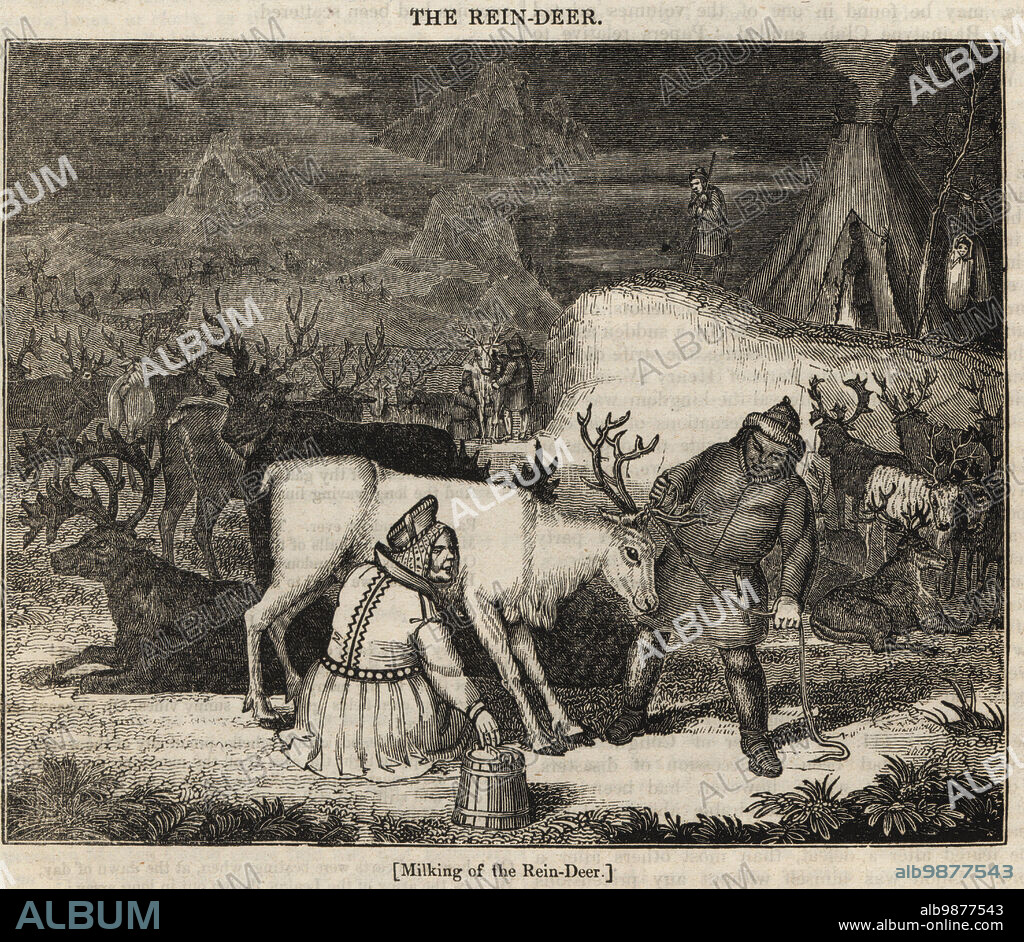 Laplanders or Sami people milking reindeer, Rangifer tarandus, in front of a lavvu (tent). Woodblock engraving from The Penny Magazine, of the Society for the Diffusion of Useful Knowledge, printed by William Clowes, Lambeth, 1833.