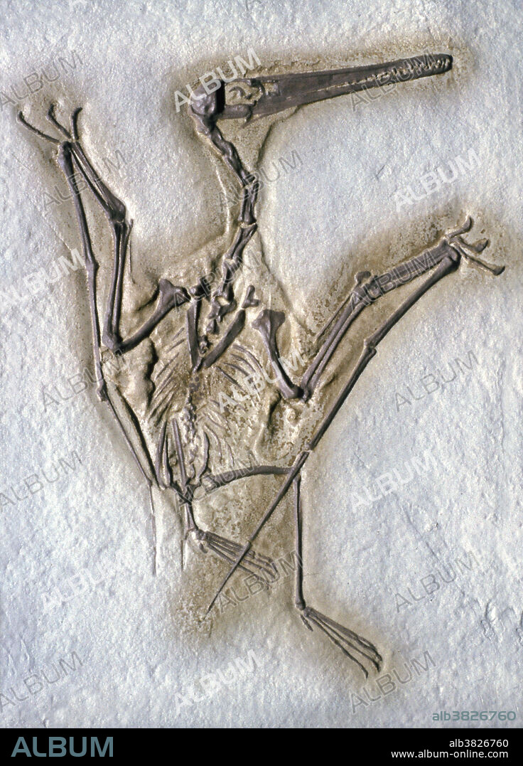 Pterodactyl or Pterosaur fossil, Pterodactylus kochi, Late Jurassic, Solenhofen Limestone, Bavaria, West Germany.
