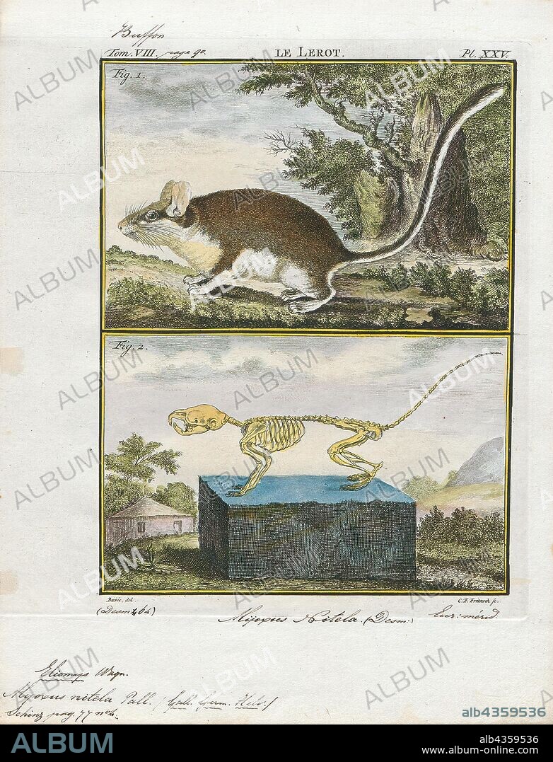 Myoxus nitela, Print, Edible dormouse, The edible dormouse or fat dormouse (Glis glis) is a large dormouse and the only living species in the genus Glis, found in most of western Europe. Its name comes from the Romans, who ate them as a delicacy., with skeleton.