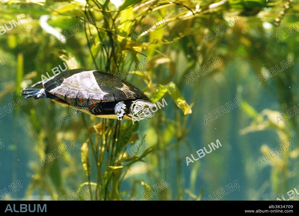 Painted Turtle (Chrysemys picta) swimming in a pond.