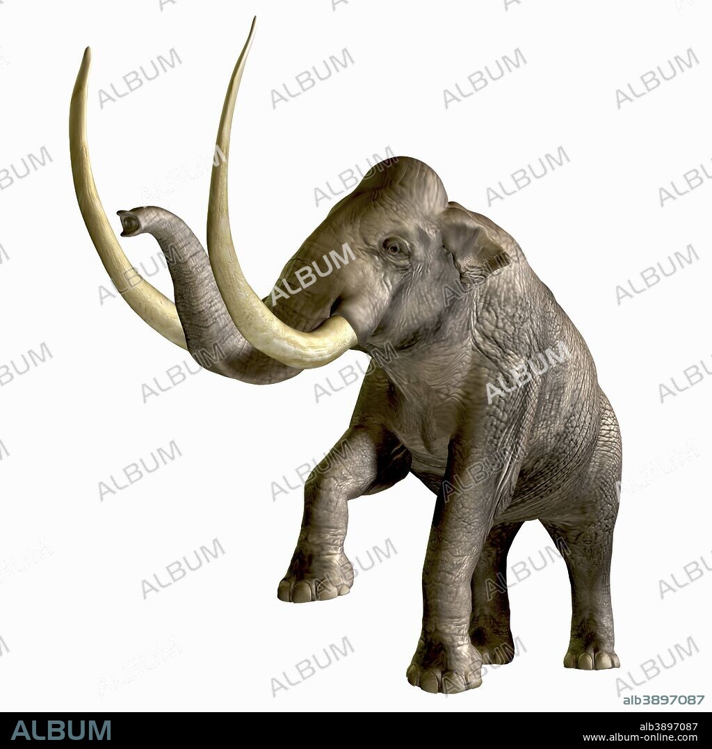 The Columbian Mammoth is one of an extinct megafauna beasts from the Pleistocene Period of Earths history. Its fossils have been discovered in North America and as far south as Nicaragua and Hondurus.