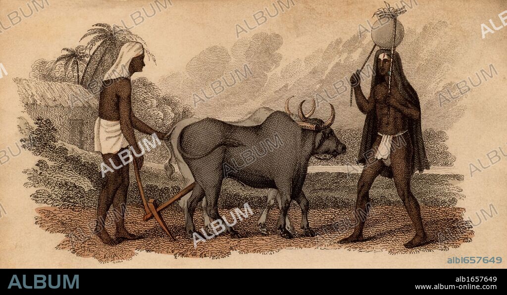 Hindu ploughman working team of oxen and Herdsman, right, carrying on his head a ceramic pot of what looks like fodder: India. Hand-coloured engraving published Rudolph Ackermann, London, 1822.  (Photo by: Universal History Archive/UIG via Getty Images).