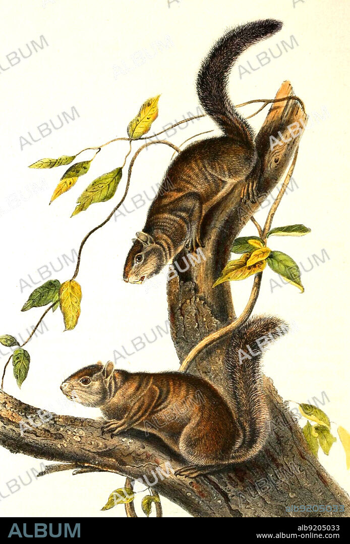 Collie-Hörnchen, Sciurus colliaei, eine Hörnchenart aus der Gattung der Eichhörnchen, digital restaurierte Reproduktion einer Originalvorlage aus dem 19. Jahrhundert, genaues Originaldatum nicht bekannt / Collie's squirrel, Sciurus colliaei, a tree squirrel in the genus Sciurus, historical, digital improved reproduction of an original from the 19th century.