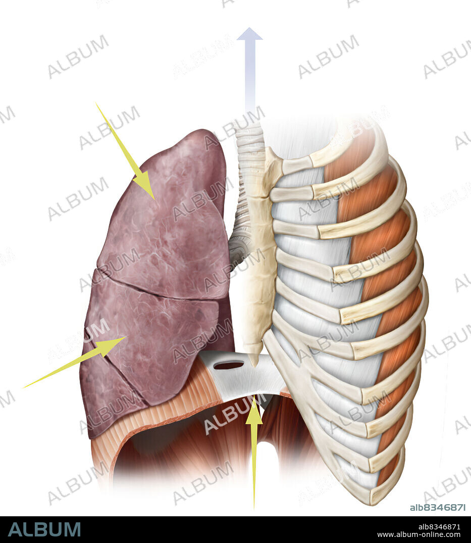 Exhalation expels the air from the lungs. It is caused by a relaxing of the respiratory muscles. The lungs return to their resting volume, which causes the expulsion of the air.