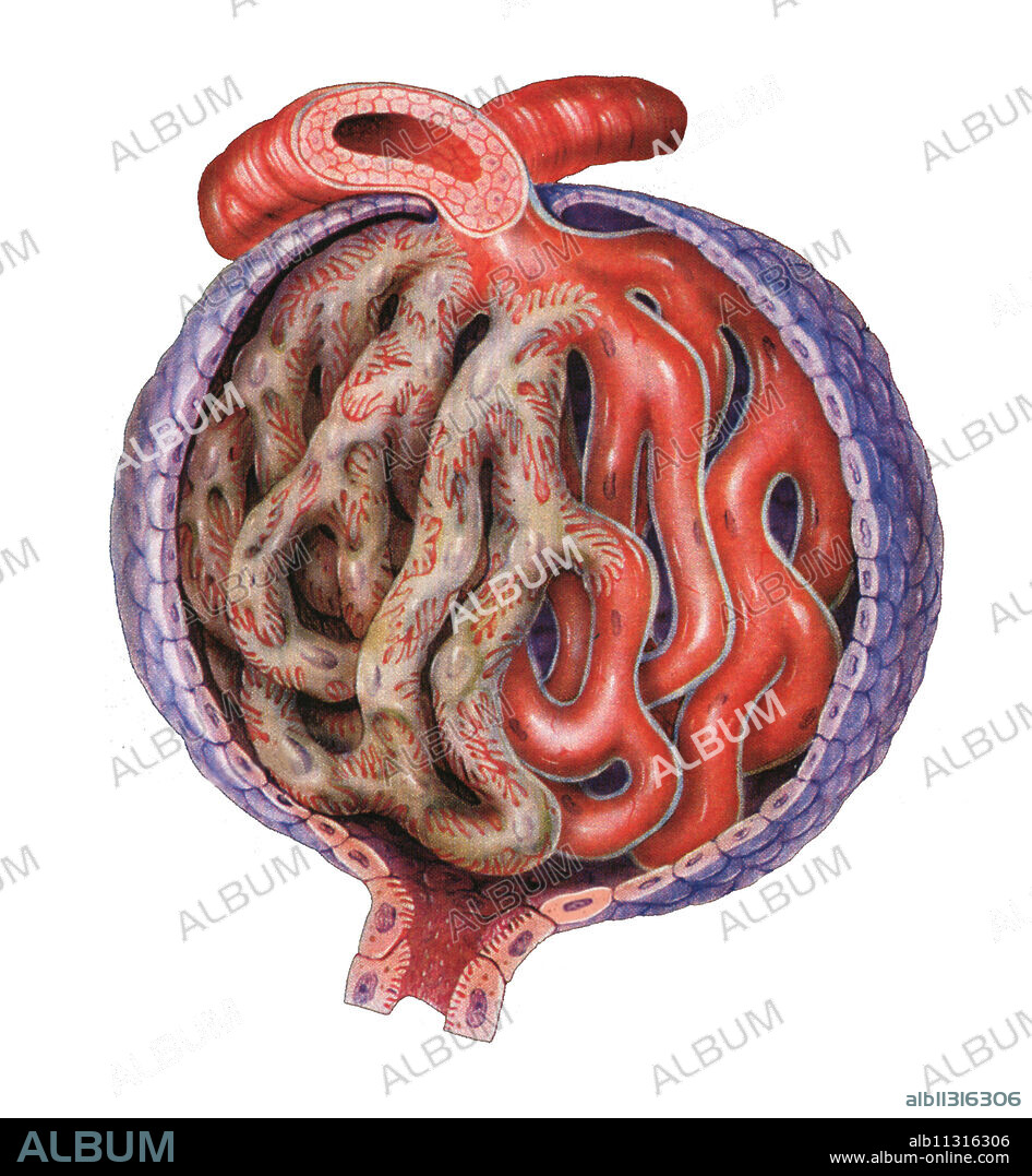 Renal glomerulus. At the extremity of each nephron there is the renal glomerulus, filtration unit of the kidney. It is constituted of the Bowman capsule (in violet) that enfolds the capillary leading the blood to filter (afferent glomerular arteriole). The Bowman capsule ends with the proximal convoluted tubule (at the bottom), by which the urine transits and the one by which blood was filtered goes back towards the body (efferent glomerular arteriole). The afferent and efferent glomerular arterioles are covered with a layer of cells, the podocytes, represented for the left part of the image (in beige).