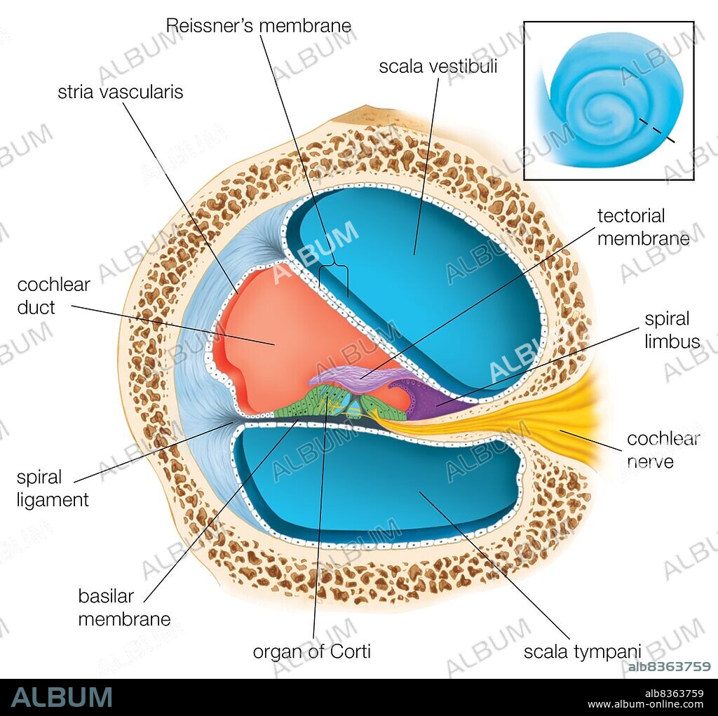A cross section through one of the turns of the cochlea showing the scala tympani and scala vestibuli, and the cochlear duct.