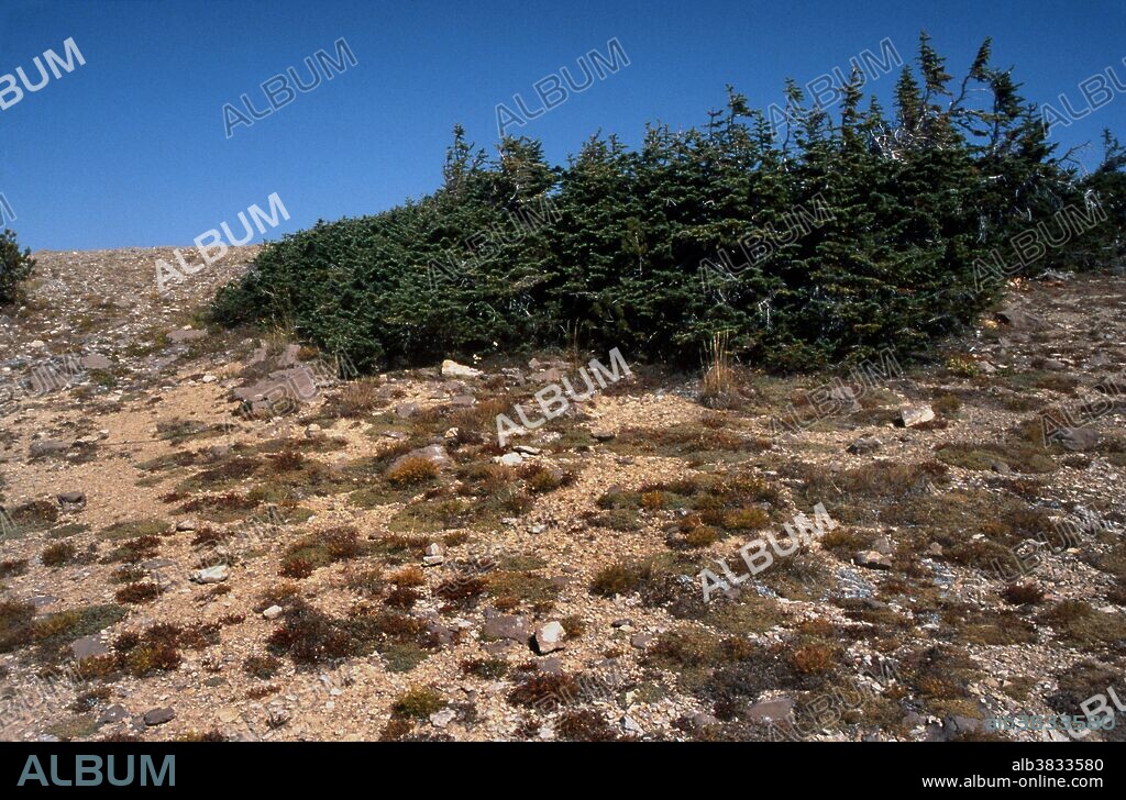 Krumholtz Trees (stunted by wind or other conditions) in the Grand Teton Mountains, Wyoming.