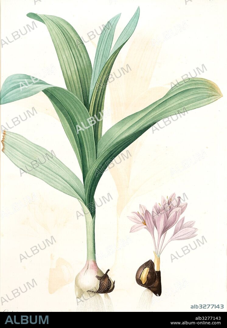 Colchicum autumnale var.latifolium, Colchique d'automne var. à larges feuilles, Meadow saffron, Redouté, Pierre Joseph, 1759-1840, les liliacees, 1802 - 1816.