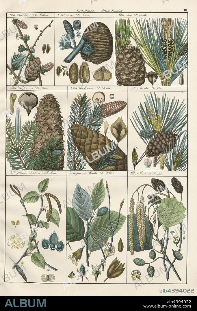Forest trees 1, Larch, Cedar, Arve, Silver fir, Rottanne, Pine, Birch, Beech, Alder, pl. III, Heinrich Rudolf Schinz: Abbildungen aus der Naturgeschichte. Zürich: bei Friedrich Schulthess, [1824].