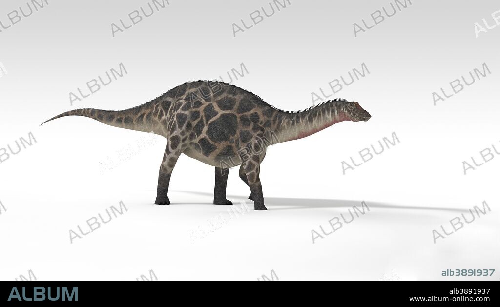 Dicraeosaurus dinosaur, white background.