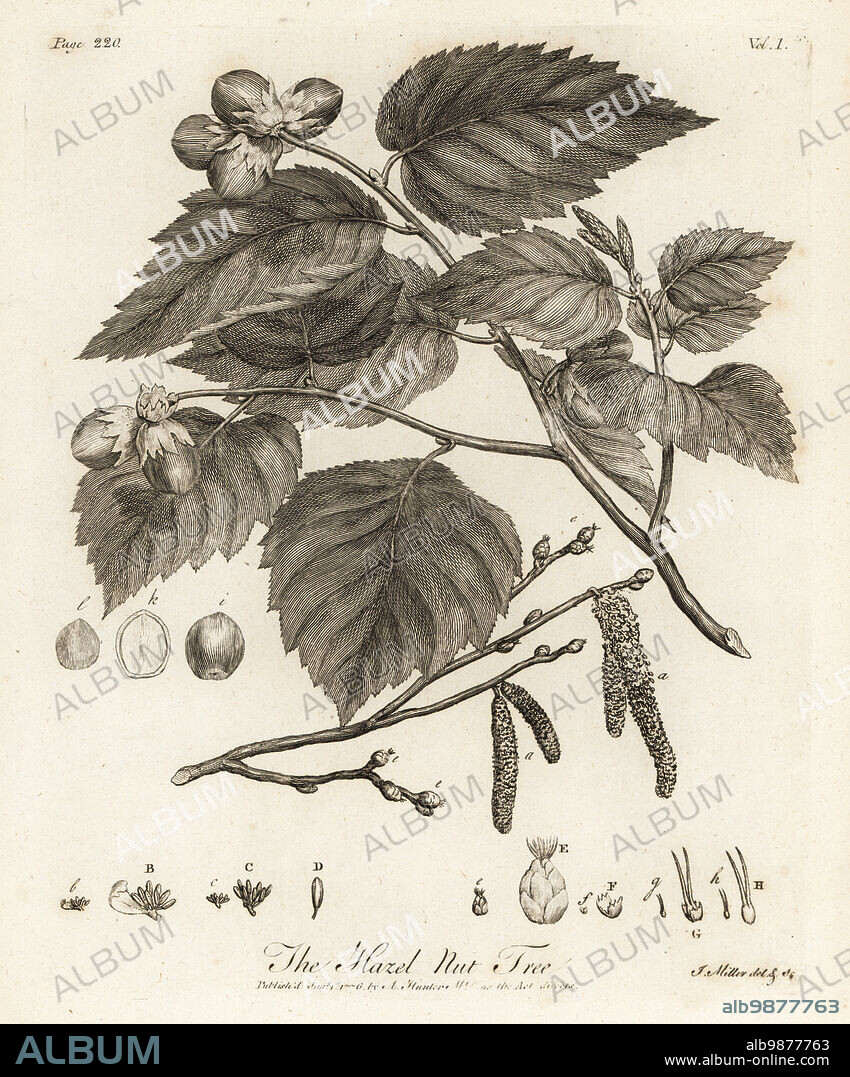 Hazelnut tree, Corylus avellana. Copperplate engraving drawn and engraved by John Miller (Johann Sebastian Muller) from John Evelyns Sylva, or A Discourse of Forest Trees and the Propagation of Timer, J. Dodsley, London, 1776.