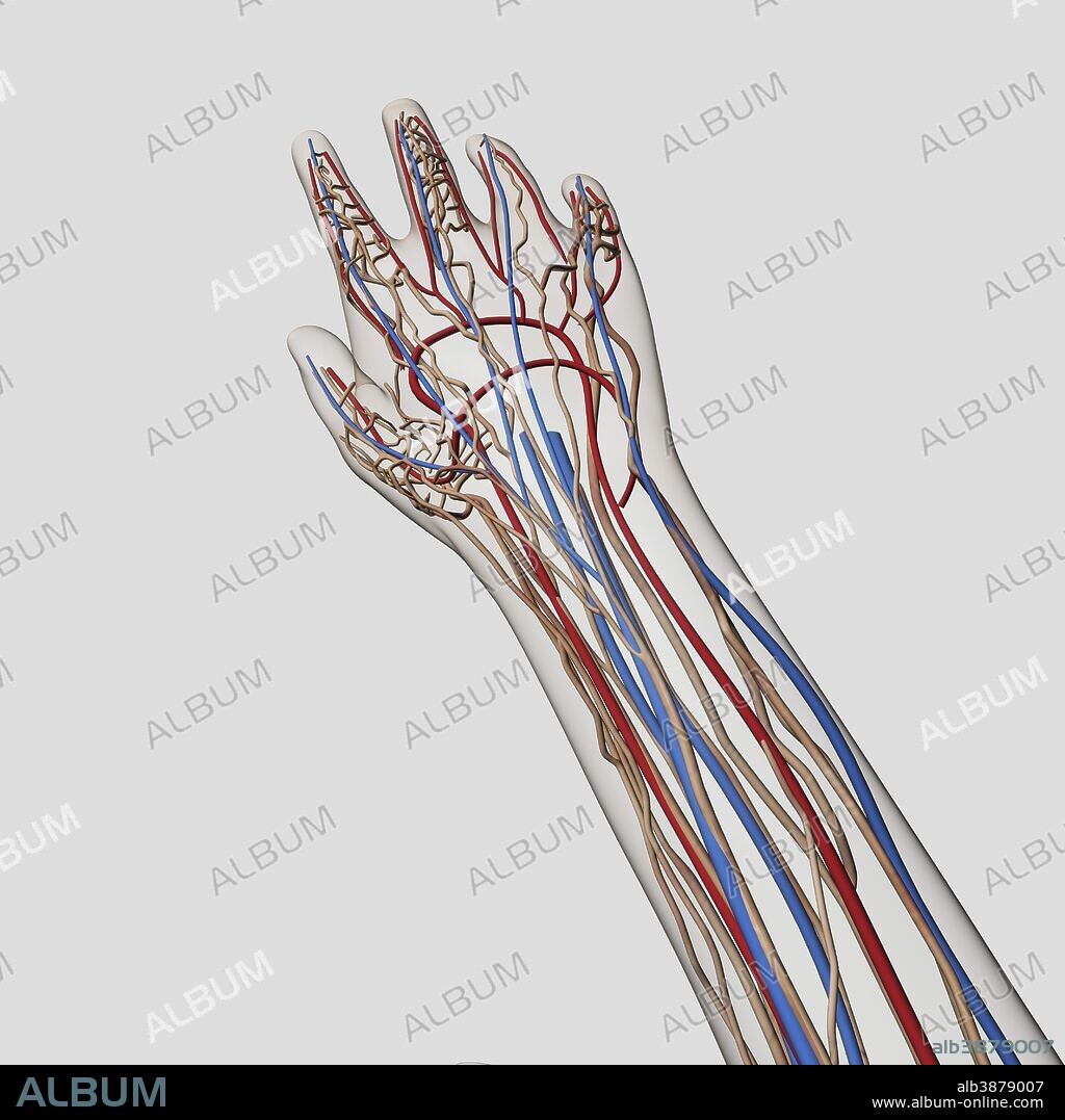 Medical illustration of arteries, veins and lymphatic system in human hand and arm.