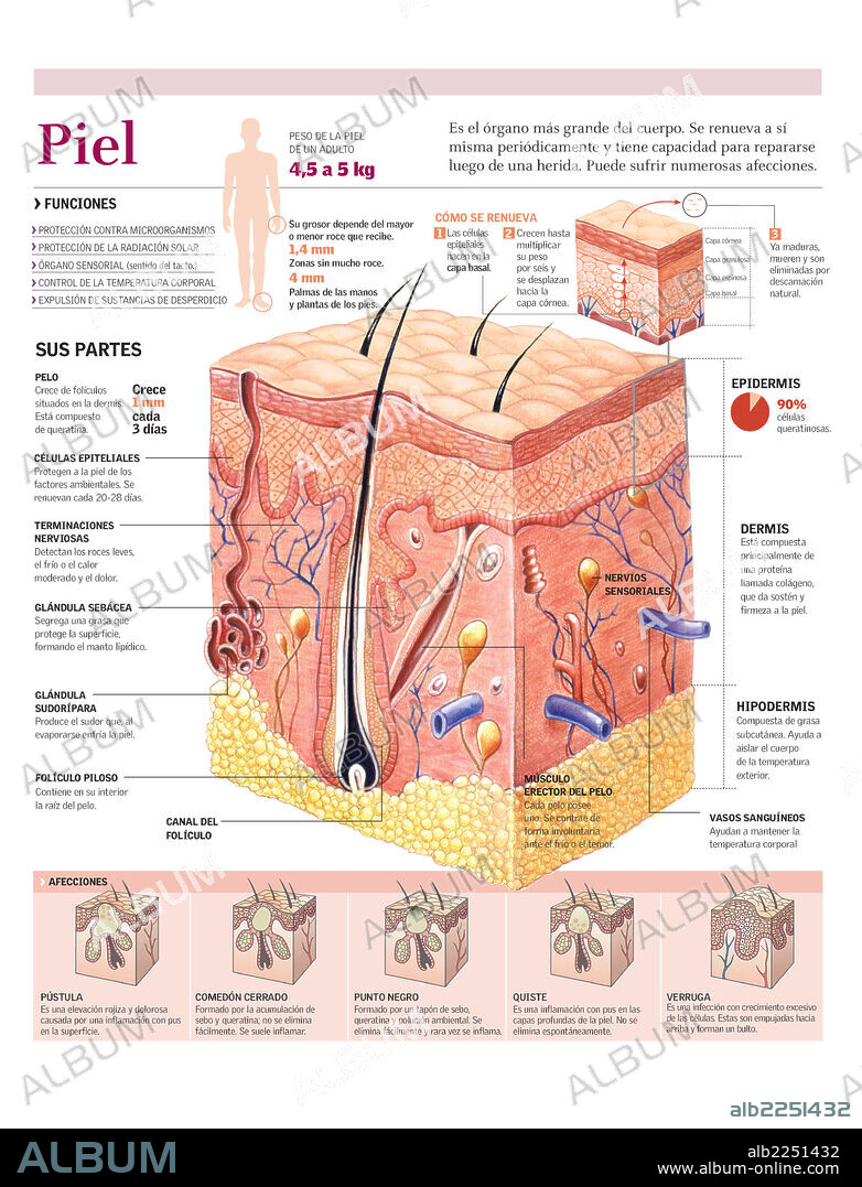 PIEL. Infografía de las capas y partes de la piel, sus funciones, renovación y afecciones.
