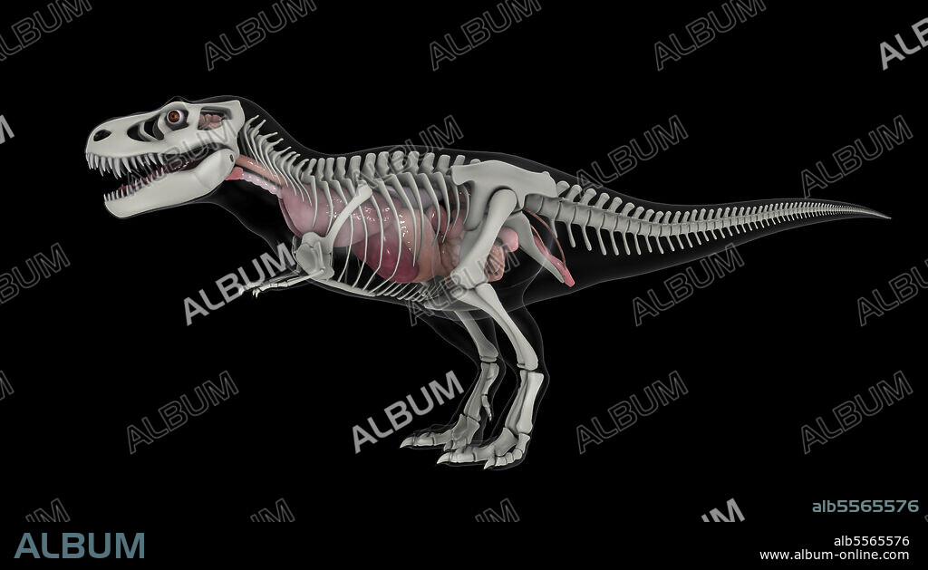 Internal anatomy of T-rex with skeletal structure.