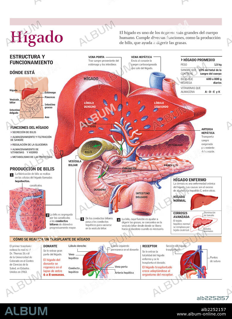 HIGADO. Infografía de las partes y funcionamiento del hígado y del trasplante de hígado.