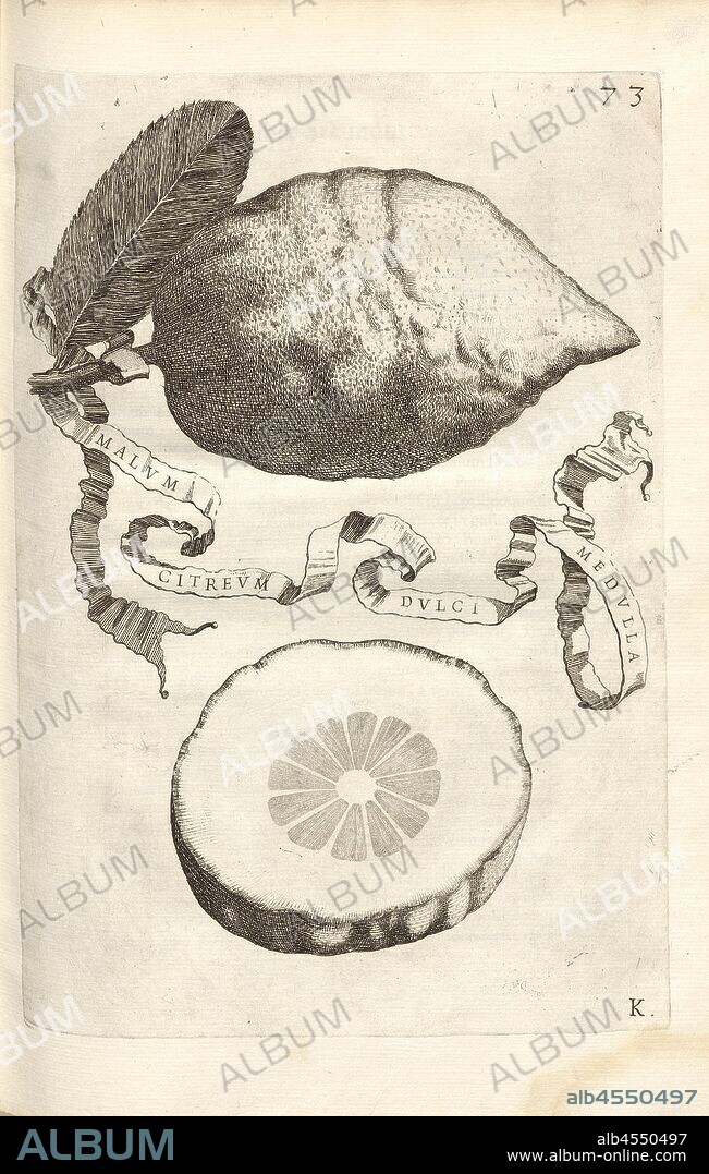 Spinal sweet lime is bad, Citrus fruit, Fig. 13, according to p. 72, 1646, Giovanni Battista Ferrari: Hesperides sive de malorum aureorum cultura et usu libri quatuor. Romae: sumptibus Hermanni Scheus, 1646.