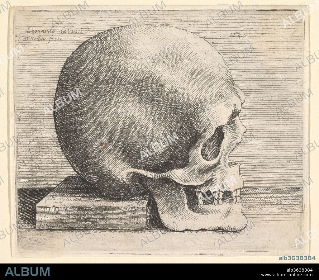 Skull in profile to right. Artist: After Leonardo da Vinci (Italian, Vinci 1452-1519 Amboise). Dimensions: Plate: 3 1/16 × 3 5/8 in. (7.8 × 9.2 cm)
with narrow margins all around. Etcher: Wenceslaus Hollar (Bohemian, Prague 1607-1677 London). Date: 1645.
Skull in profile to right with five teeth in each jaw, its back resting on square block,
after Leonardo da Vinci.