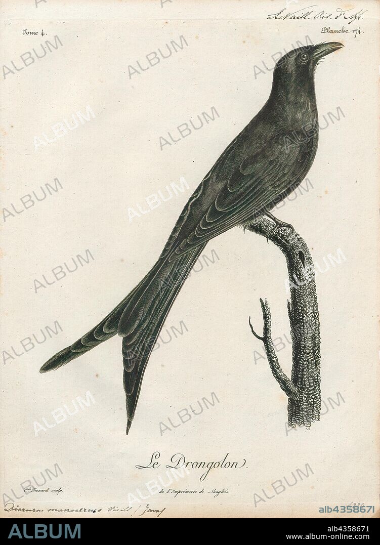 Dicrurus macrocercus, Print, The black drongo (Dicrurus macrocercus) is a small Asian passerine bird of the drongo family Dicruridae. It is a common resident breeder in much of tropical southern Asia from southwest Iran through India and Sri Lanka east to southern China and Indonesia. It is an all black bird with a distinctive forked tail and measures 28 cm (11 in) in length. It feeds on insects, and is common in open agricultural areas and light forest throughout its range, perching conspicuously on a bare perch or along power or telephone lines. The species is known for its aggressive behaviour towards much larger birds, such as crows, never hesitating to dive-bomb any bird of prey that invades its territory. This behaviour earns it the informal name of king crow. Smaller birds often nest in the well-guarded vicinity of a nesting black drongo. Previously grouped along with the African fork-tailed drongo (Dicrurus adsimilis), the Asian forms are now treated as a separate species with several distinct populations., 1796-1808.