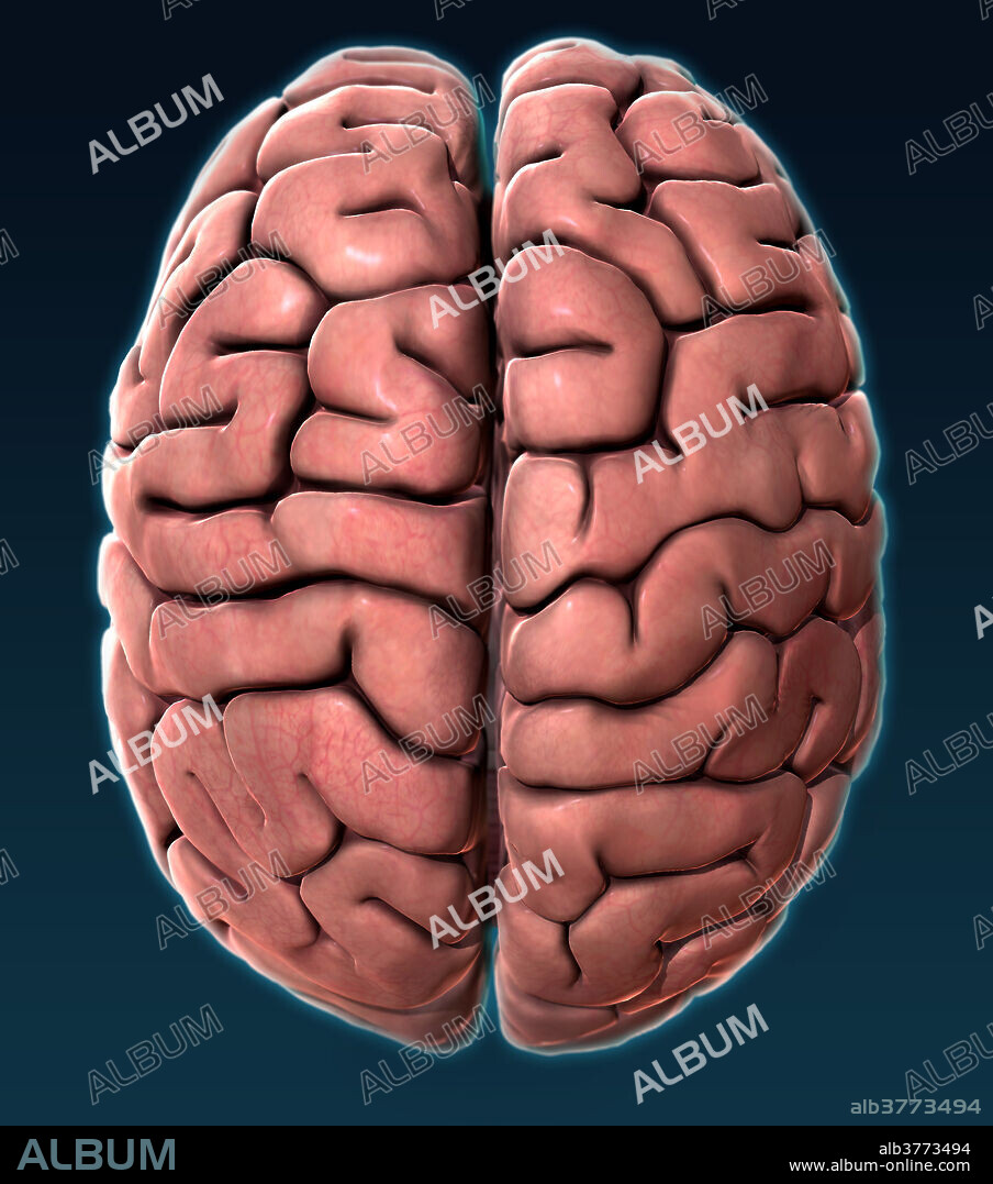 A 3D illustration of the human brain from a superior (top) view. The anterior (front) portion of the brain is located towards the top of the image.