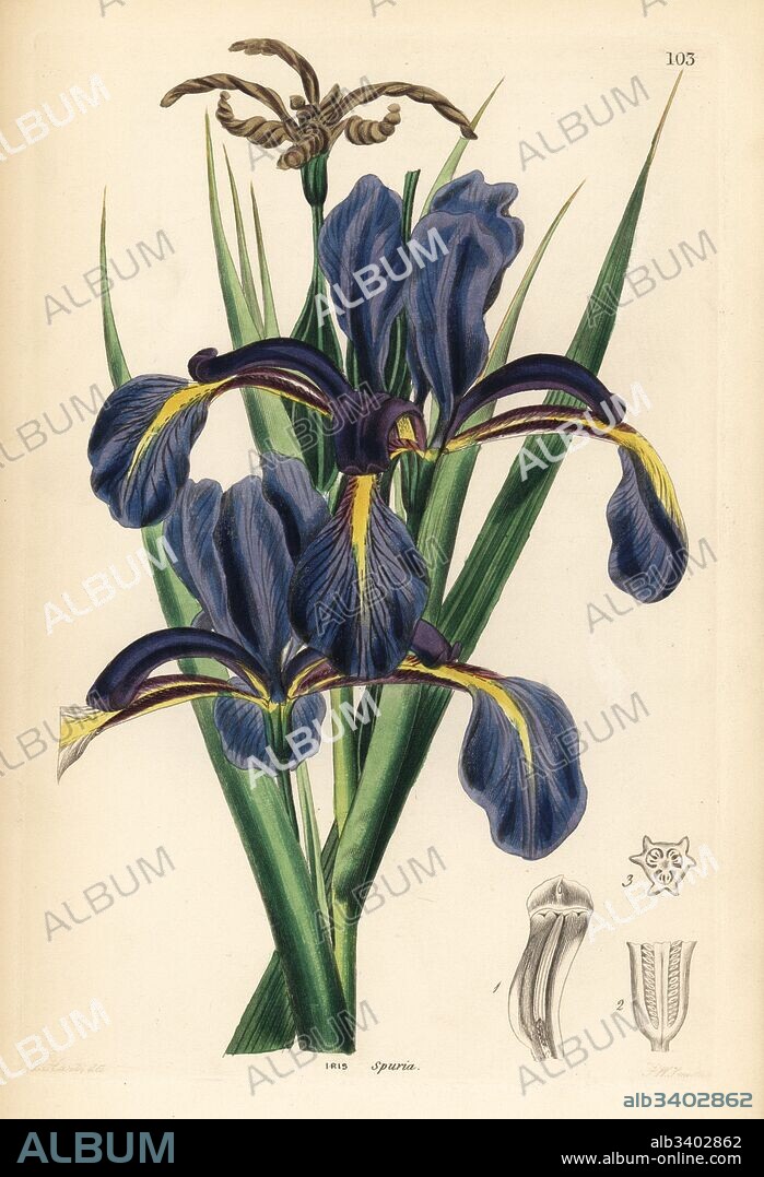 Late-flowering blue iris, Iris spuria. Handcoloured copperplate engraving by Frederick W. Smith after J.T. Hart from John Lindley and Robert Sweet's Ornamental Flower Garden and Shrubbery, G. Willis, London, 1854.