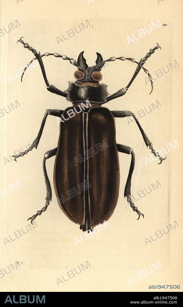 Titan beetle, Titanus giganteus. Illustration signed RN (Richard Nodder). Handcolored copperplate engraving from George Shaw and Frederick Nodder's "The Naturalist's Miscellany" 1796.. Frederick Polydore Nodder (1751~1801?) was a gifted natural history artist and engraver. Nodder honed his draftsmanship working on Captain Cook and Joseph Banks' Florilegium and engraving Sydney Parkinson's sketches of Australian plants. He was made "botanic painter to her majesty" Queen Charlotte in 1785. Nodder also drew the botanical studies in Thomas Martyn's Flora Rustica (1792) and 38 Plates (1799). Most of the 1,064 illustrations of animals, birds, insects, crustaceans, fishes, marine life and microscopic creatures for the Naturalist's Miscellany were drawn, engraved and published by Frederick Nodder's family. Frederick himself drew and engraved many of the copperplates until his death. His wife Elizabeth is credited as publisher on the volumes after 1801. Their son Richard Polydore (1774~1823) was responsible for the plates signed RN or RPN. Richard exhibited at the Royal Academy and became botanic painter to King George III. The illustrations are characterized by vivid colouring, fine detail, and a certain posed stiffness in the ornithological portraits, perhaps because they were sketched from dead specimens.