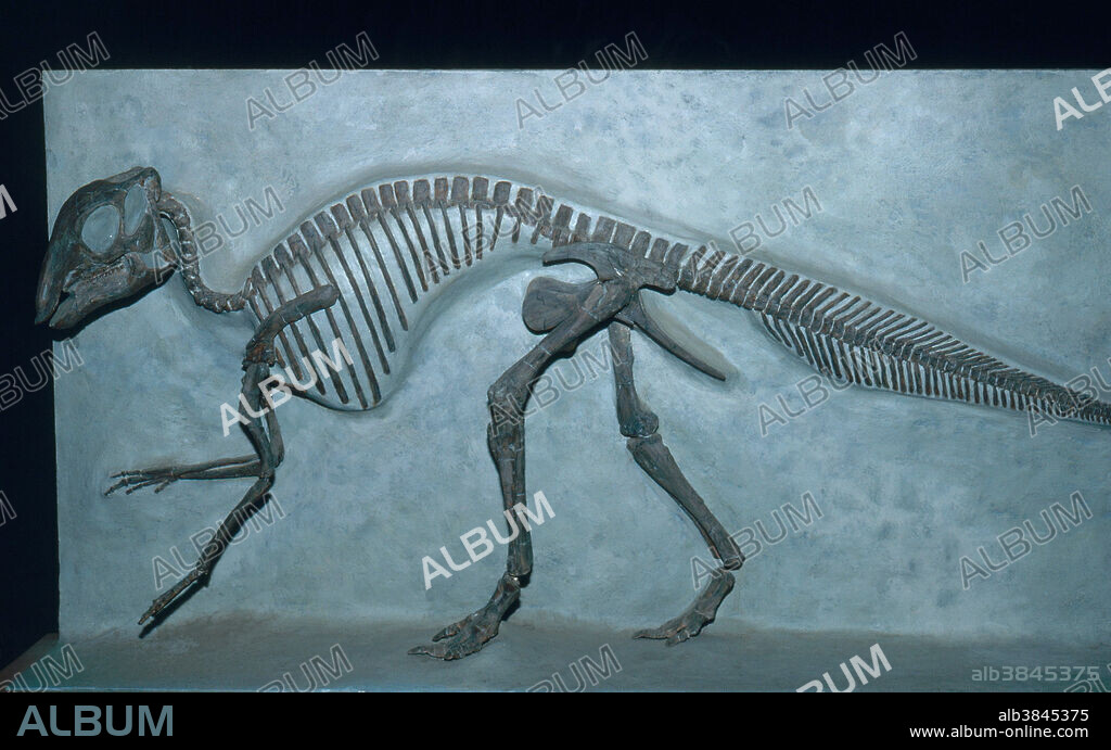 Skeleton of Maiasaura peeblesorum, a duckbilled dinosaur from Montana, in the National Museum of Natural History in Washington, DC.