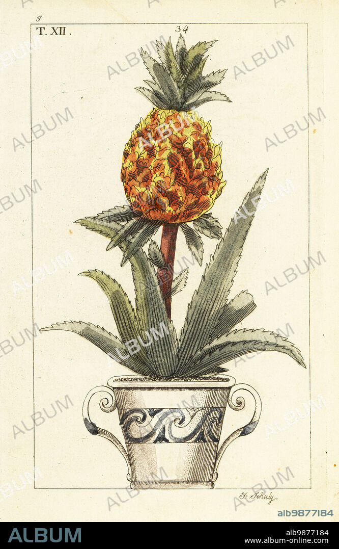 Pineapple plant in pot, Ananas comosus (Bromelia ananas). Handcolored copperplate engraving by J. Schaly of a botanical illustration from Gottlieb Tobias Wilhelm's Unterhaltungen aus der Naturgeschichte (Encyclopedia of Natural History), Vienna, 1816.